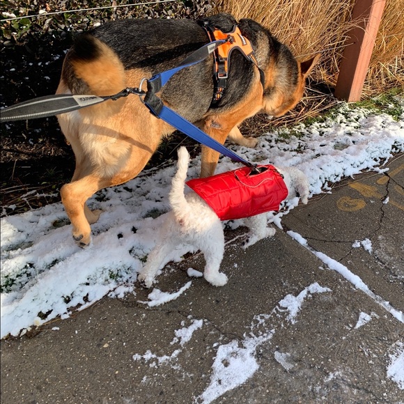 Wag! - Picture 5 of 5